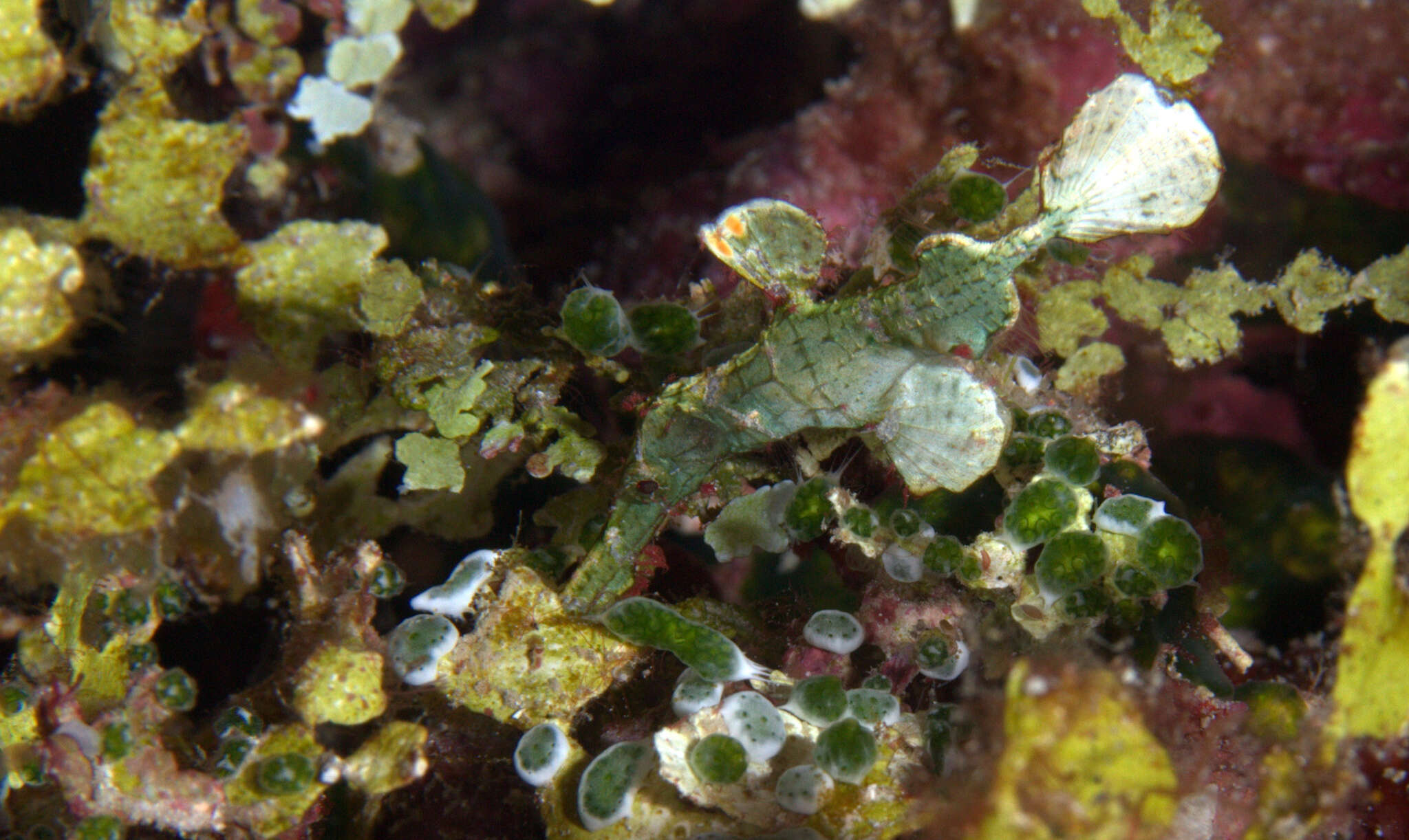 Image of Halimeda ghostpipefish