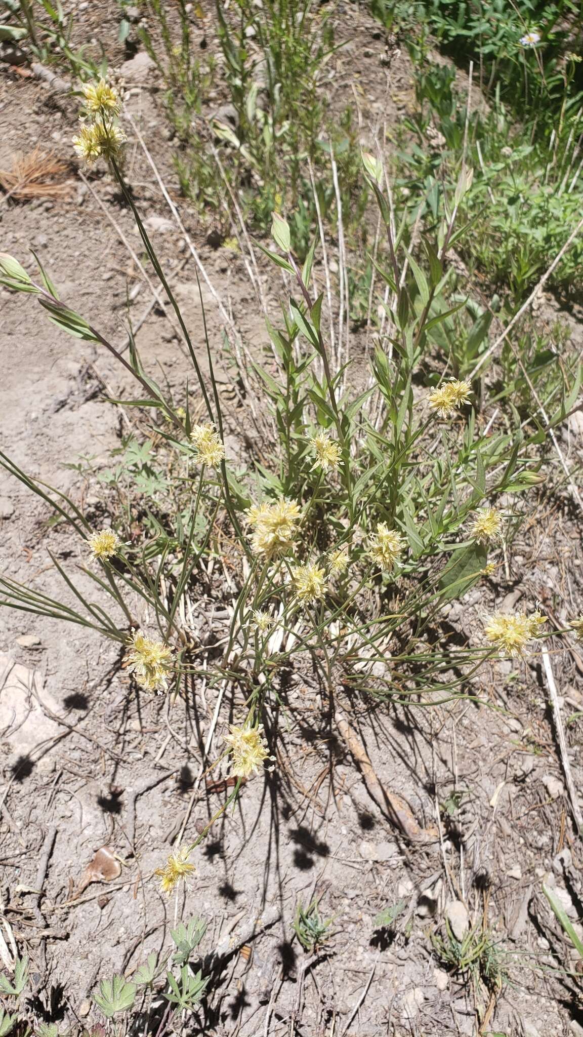 Image of Green-Head Rush