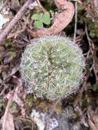 Image of Frailea pygmaea (Speg.) Britton & Rose
