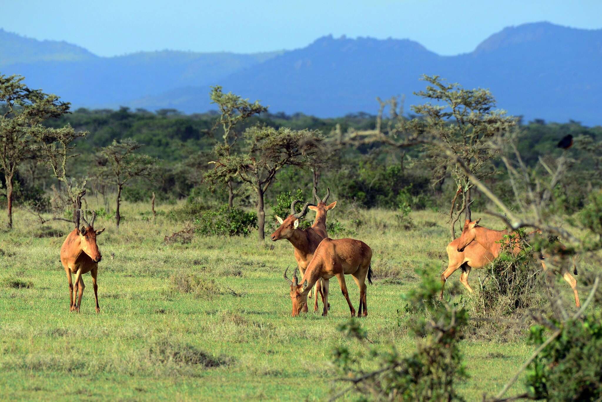 Image of Hartebeest