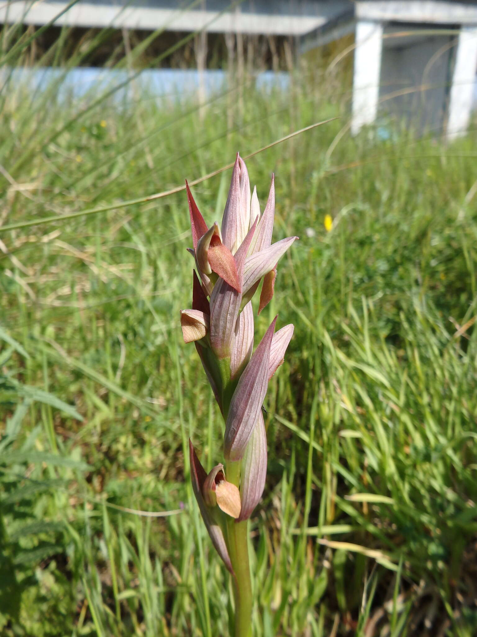 Image of Small-flowered serapias