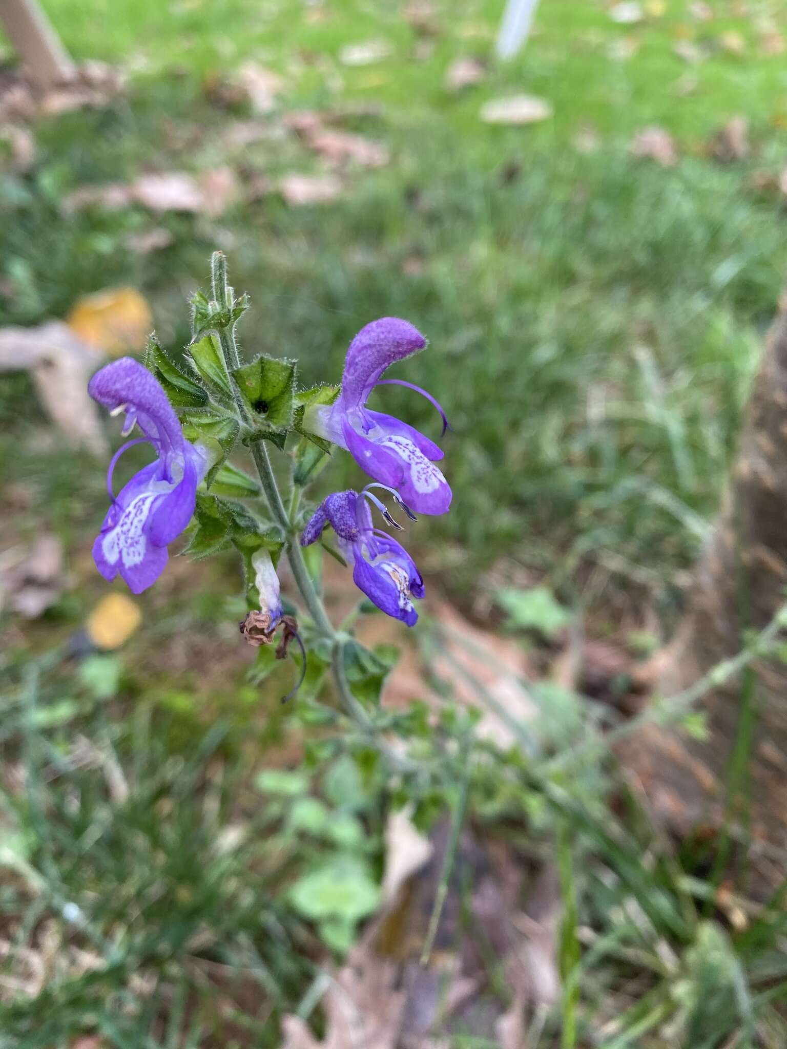 Imagem de Salvia forskaehlei L.