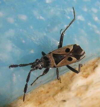 صورة Lasiocoris crassicornis (Lucas 1849)