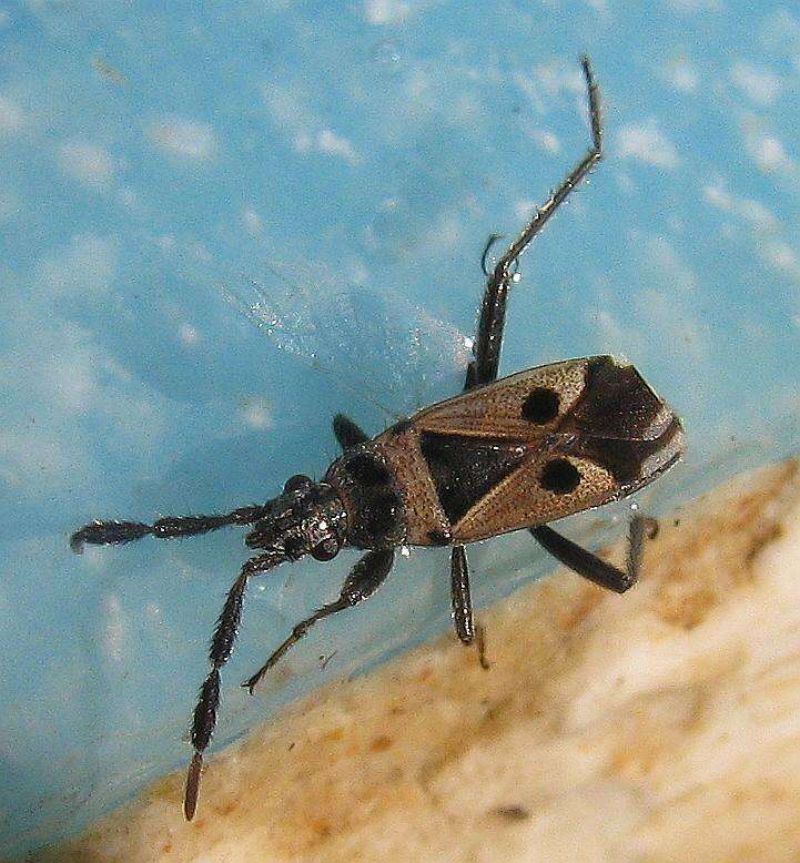 صورة Lasiocoris crassicornis (Lucas 1849)