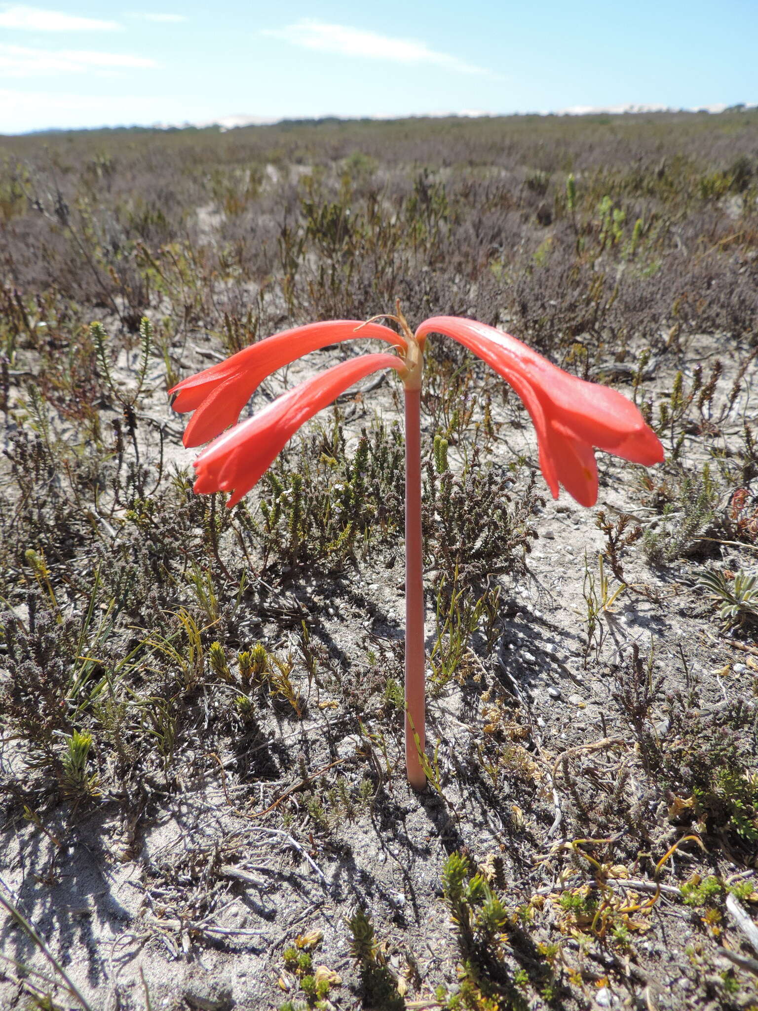 Image of Cyrtanthus fergusoniae L. Bolus