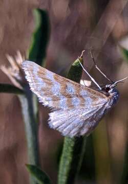 Image of Idaea sericeata