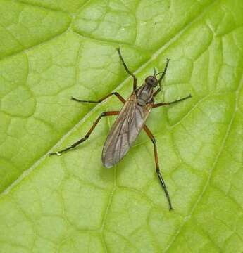 Image of Empis opaca Meigen 1804