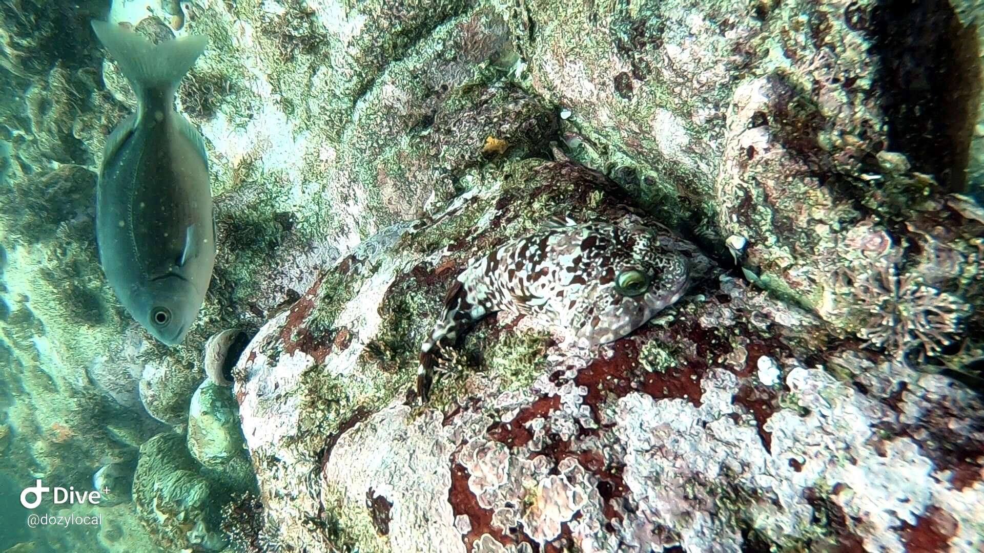 Image of Rocksucker