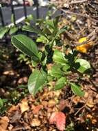 Image of flowering quince