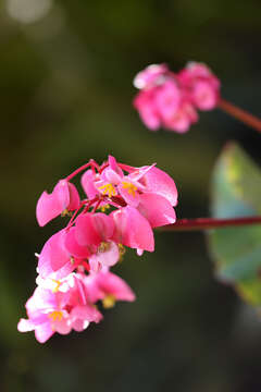 Image of Begonia bracteosa A. DC.