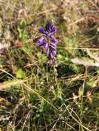 Image of Polygala comosa subsp. comosa