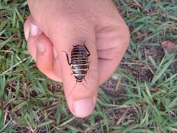 Imagem de Platyzosteria cingulata Shaw 1922