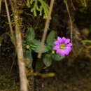 Image of Gentiana rubicunda Franch.