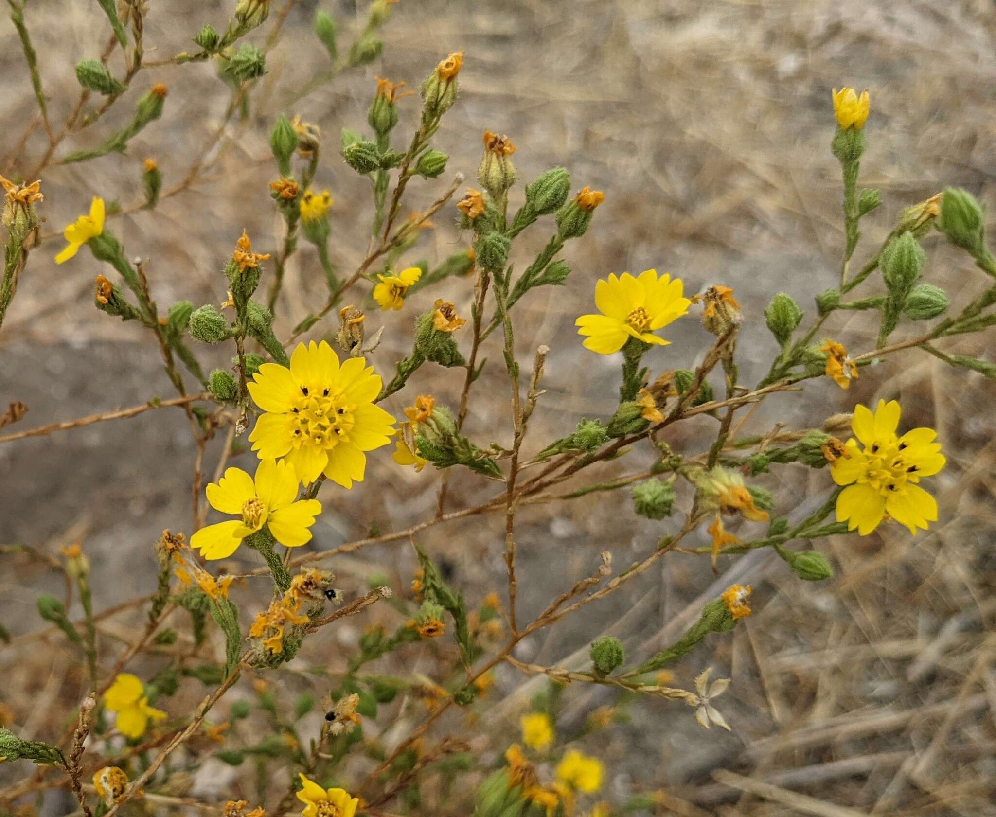 Image de Deinandra pentactis (D. D. Keck) B. G. Baldwin