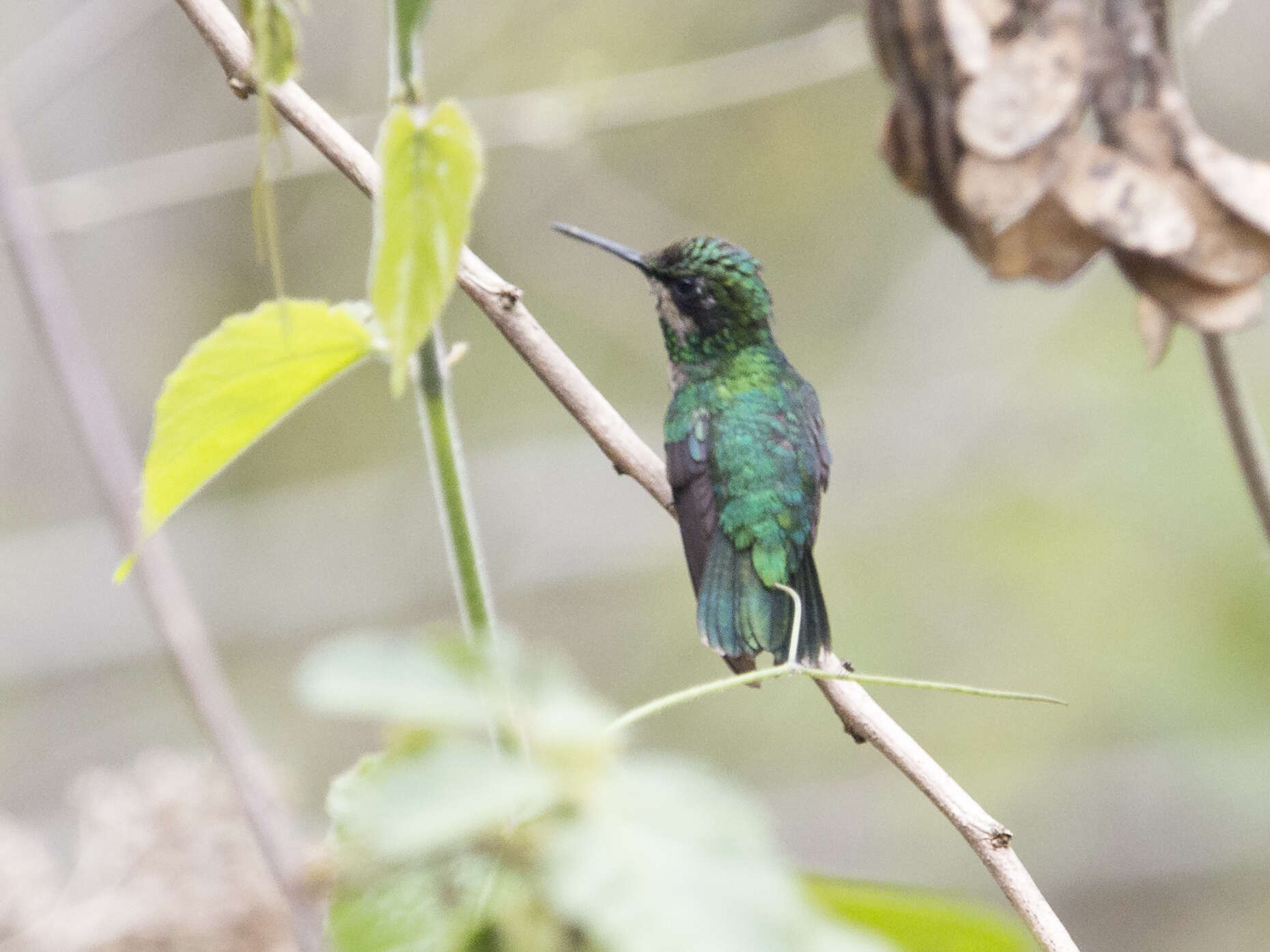 Image of Green-tailed Emerald