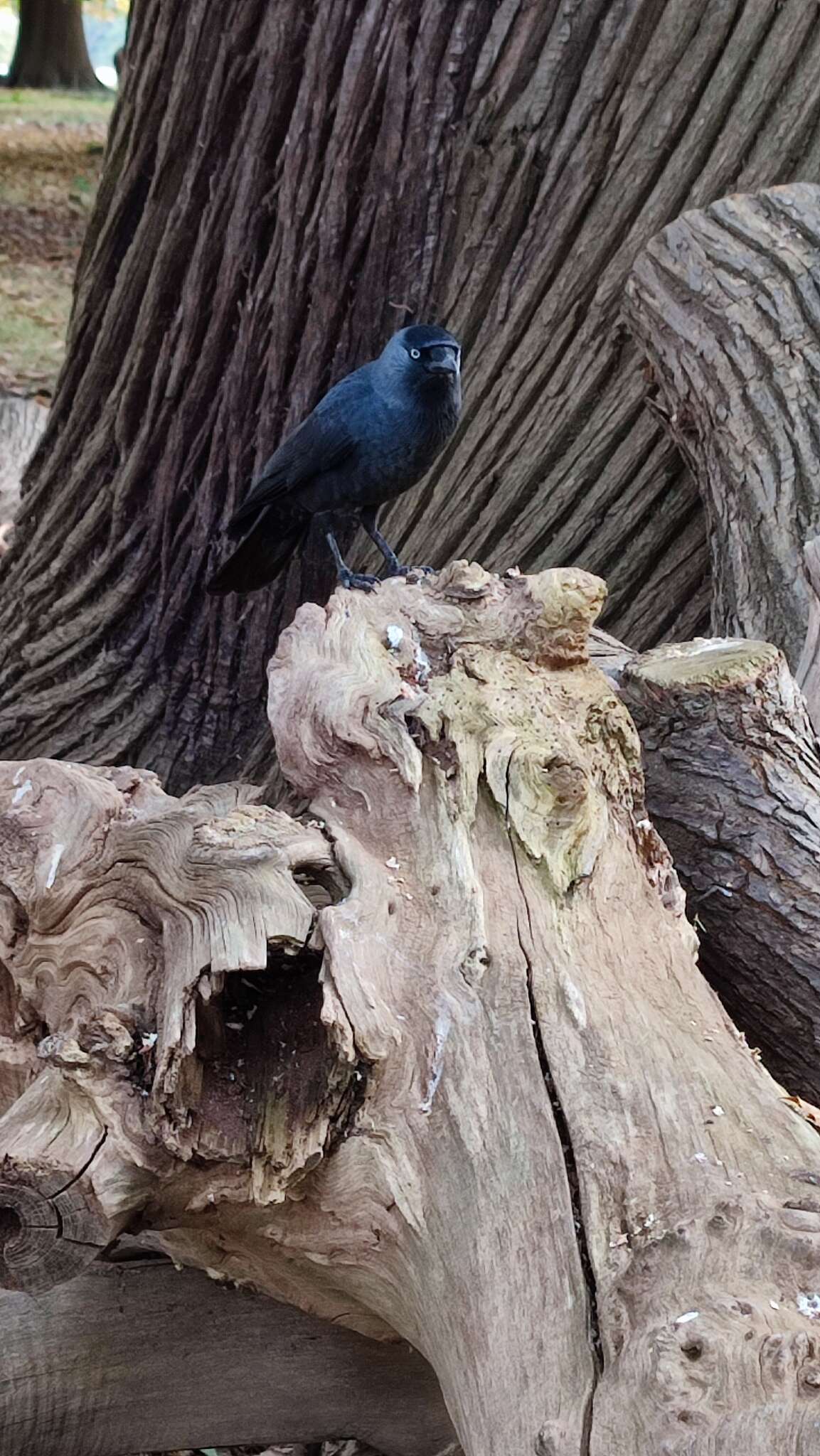 Image of <i>Corvus monedula spermologus</i>