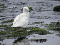 Image of Iceland Gull