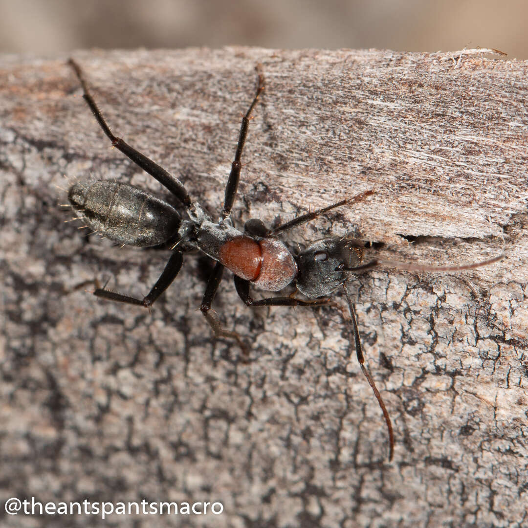 Image de Camponotus ephippium (Smith 1858)