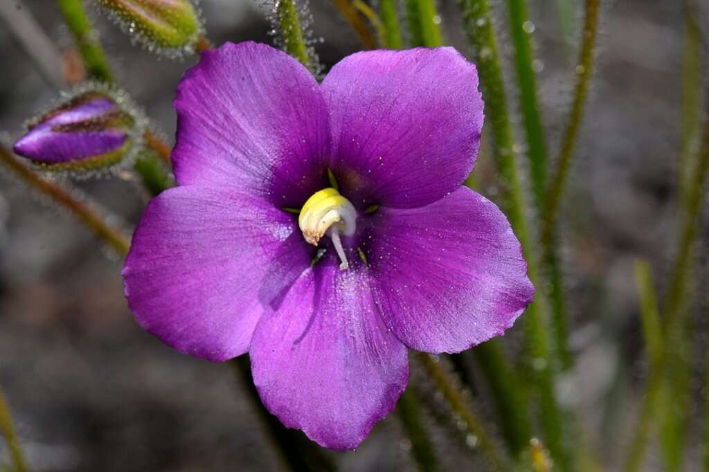 Image of rainbow plant