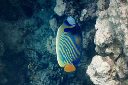 Image of Angelfish