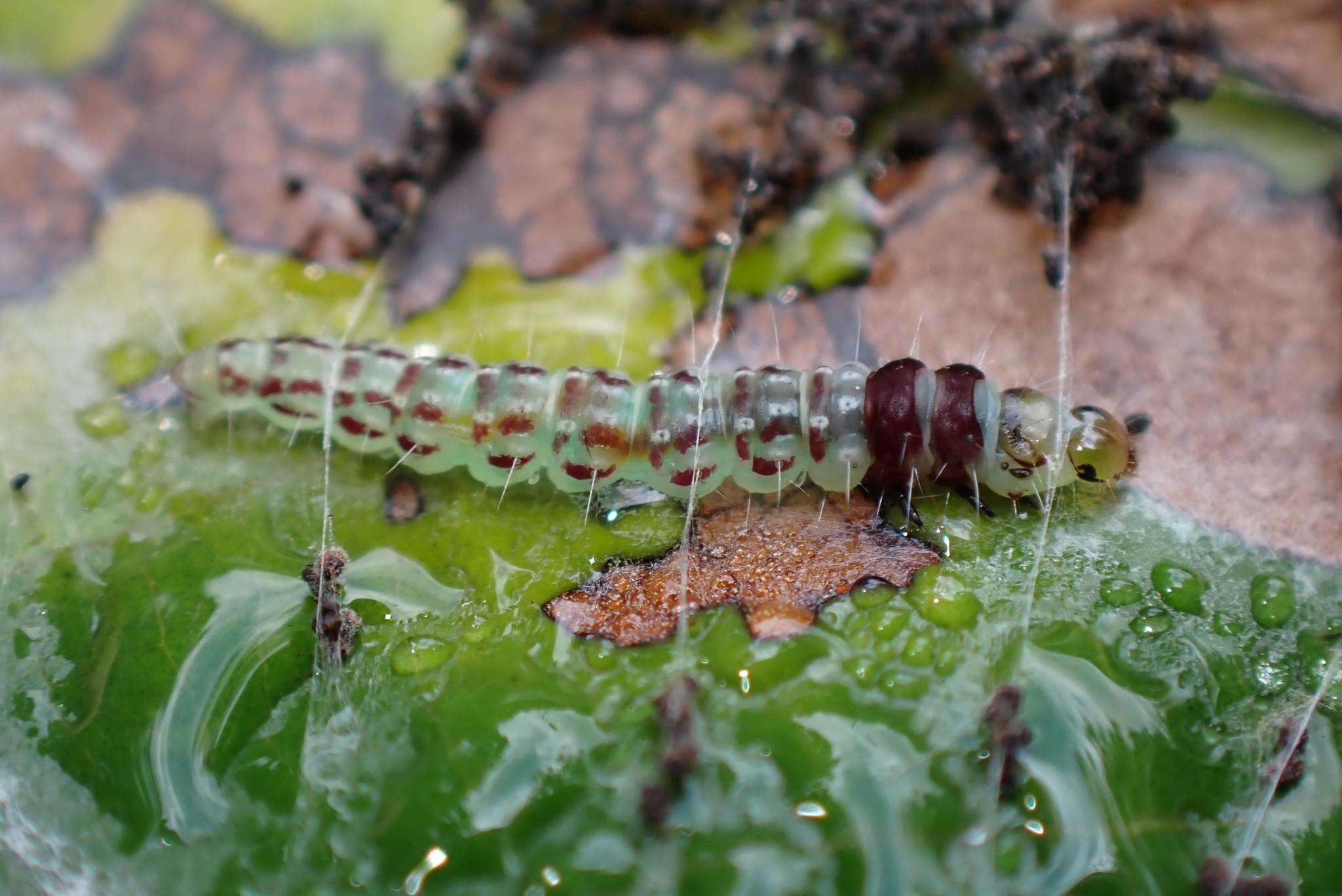 Image de Sycacantha inopinata Diakonoff 1973