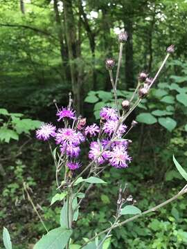 صورة Vernonia glauca (L.) Willd.