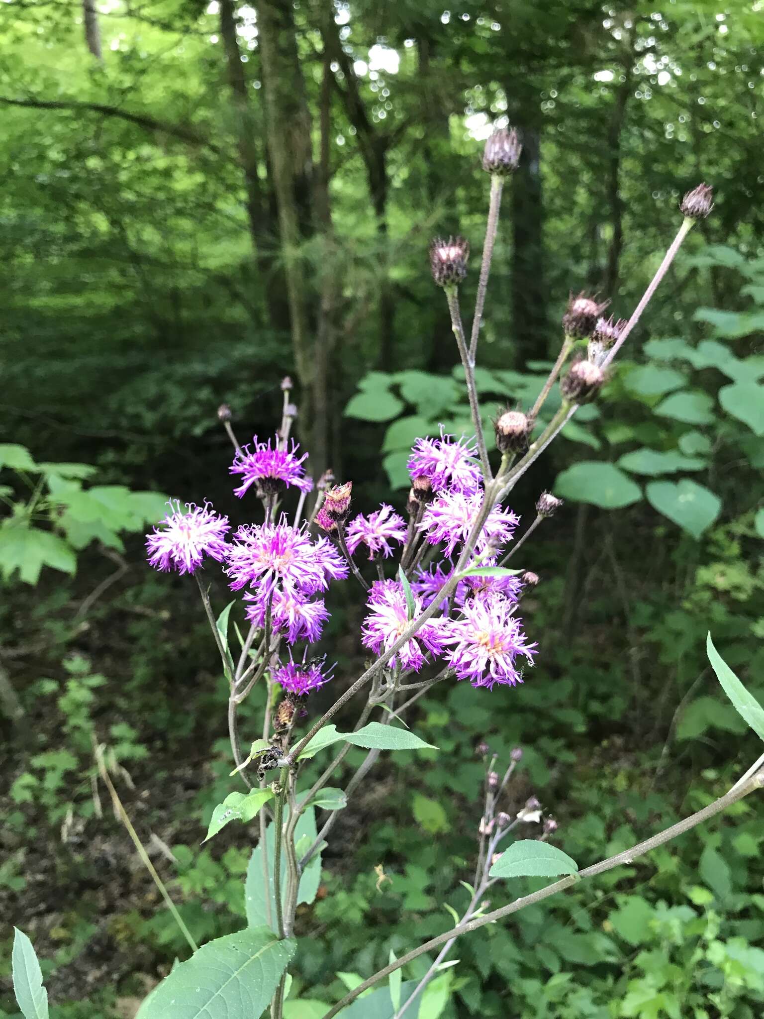 Image de Vernonia glauca (L.) Willd.