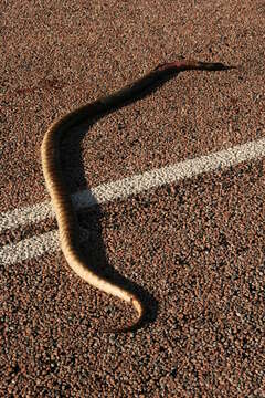 Image of Black-headed Python