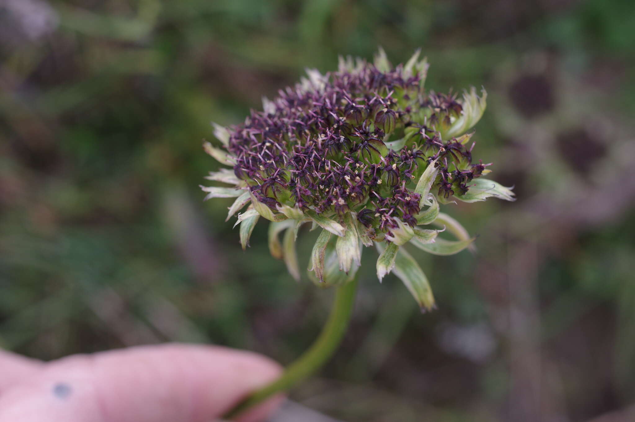 Pachypleurum simplex (L.) Rchb.的圖片