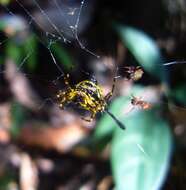 Image of Gasteracantha remifera Butler 1873