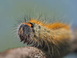 Image of grass eggar