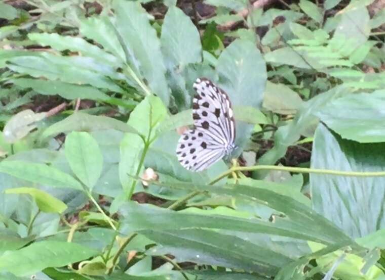 Sivun Ideopsis gaura perakana Fruhstorfer 1898 kuva