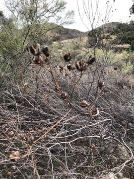 Image of Thurber's cotton