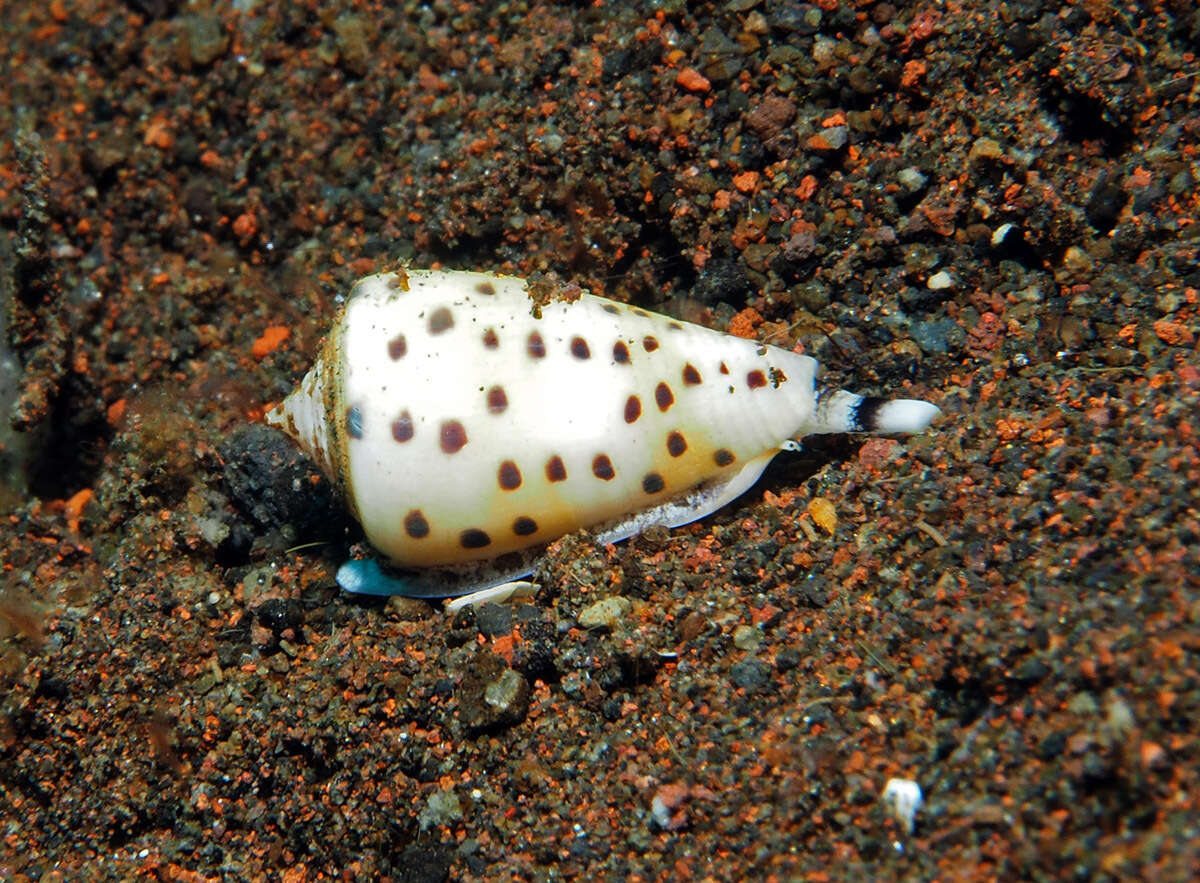 Image of ivory cone