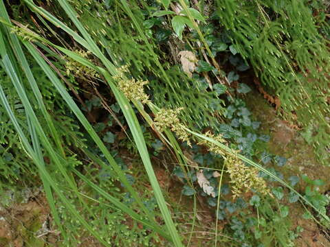 Image of Carex cruciata Wahlenb.