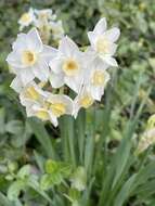 Image of Narcissus tazetta subsp. italicus (Ker Gawl.) Baker