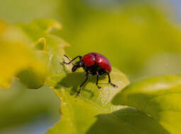 Image of Oak Leaf-roller