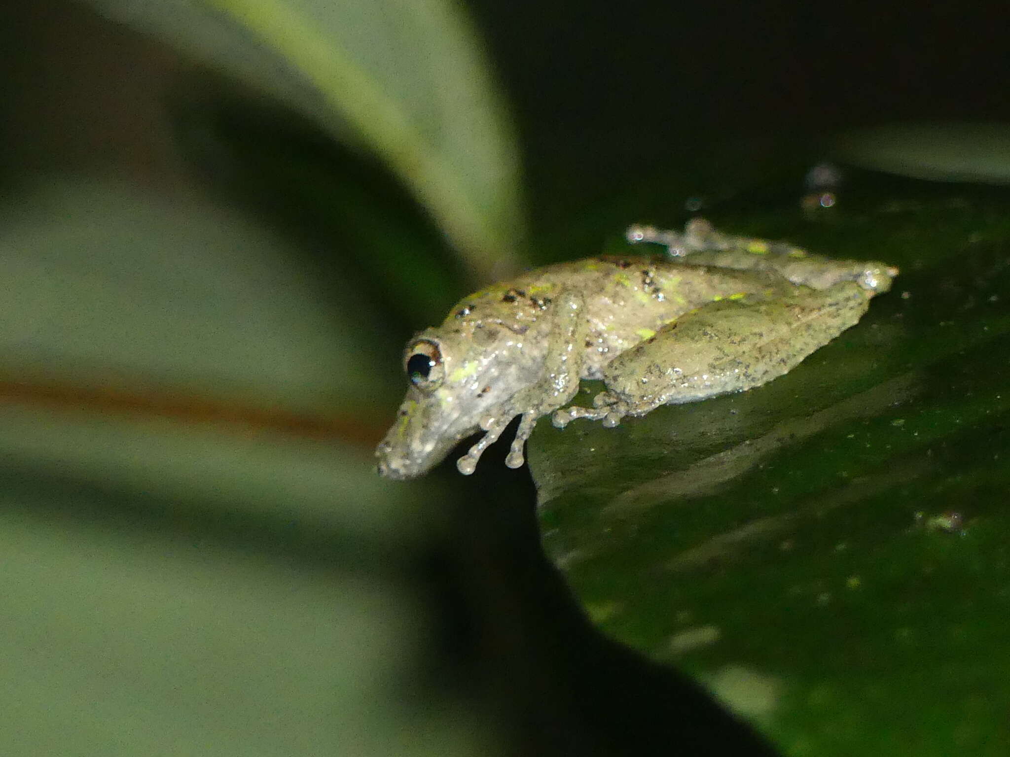 Image of Boulenger's Snouted Treefrog