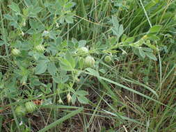 Image of snail medick