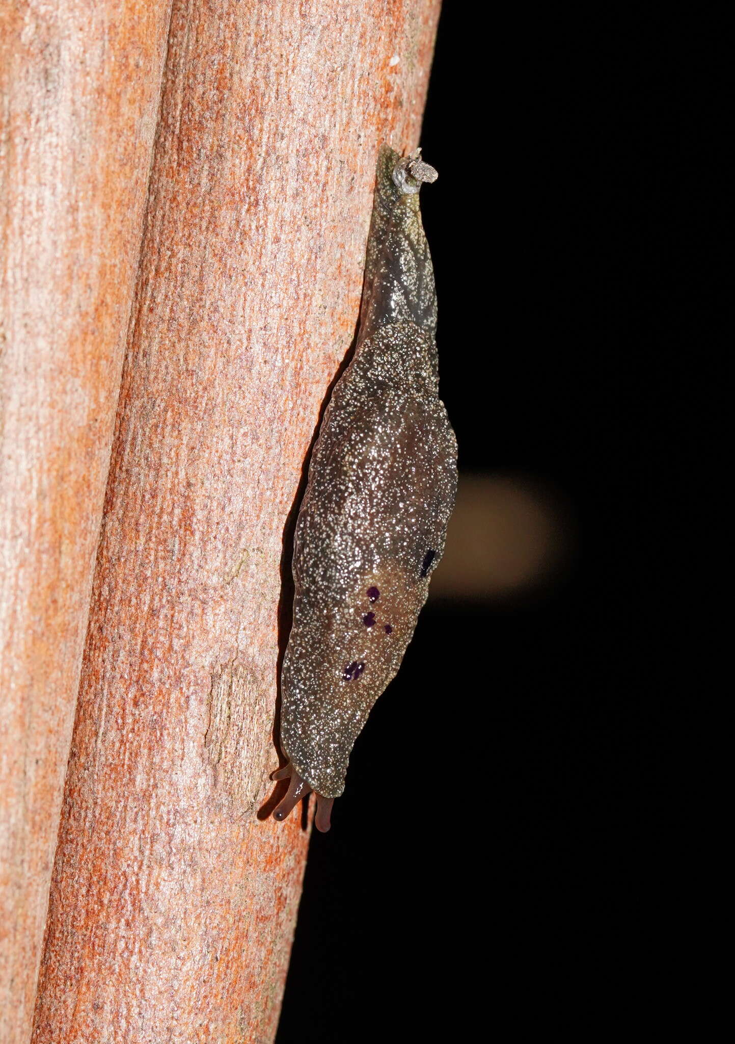 Image of Cystopelta purpurea Davies 1912