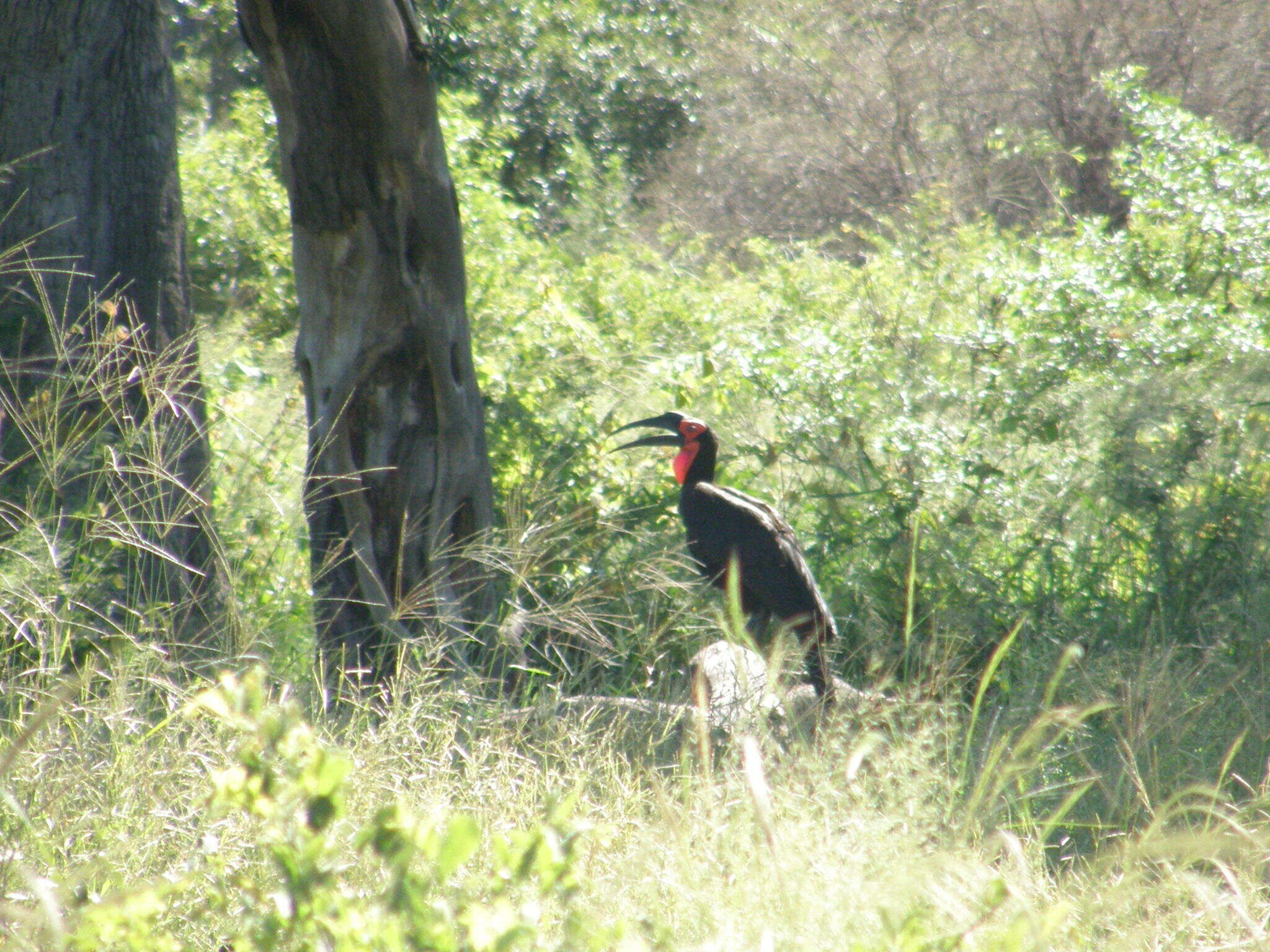 Image of Southern Ground Hornbill