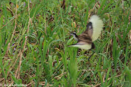 Image of Wattled Jacana