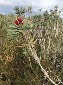 Sivun Melaleuca glauca Domin kuva