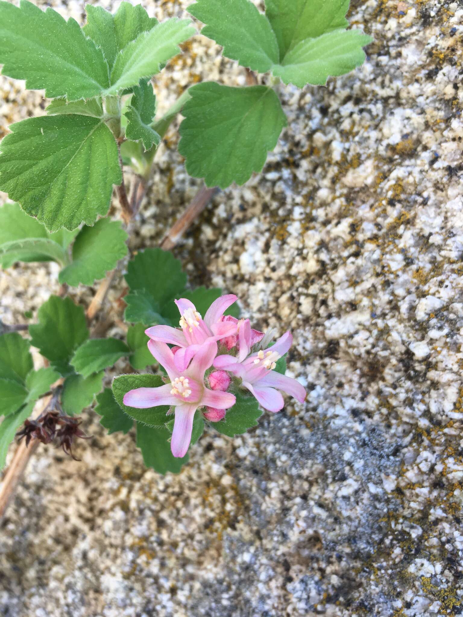 Image of fivepetal cliffbush