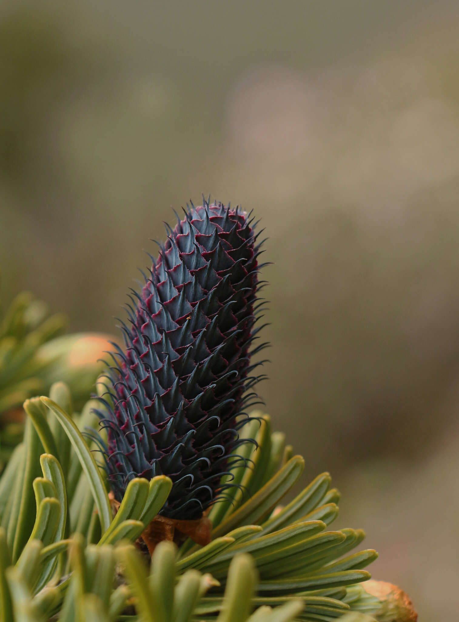 Image of Bhutan Fir