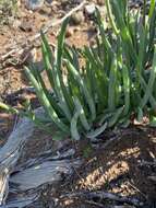 Image of Bulbine triebneri Dinter