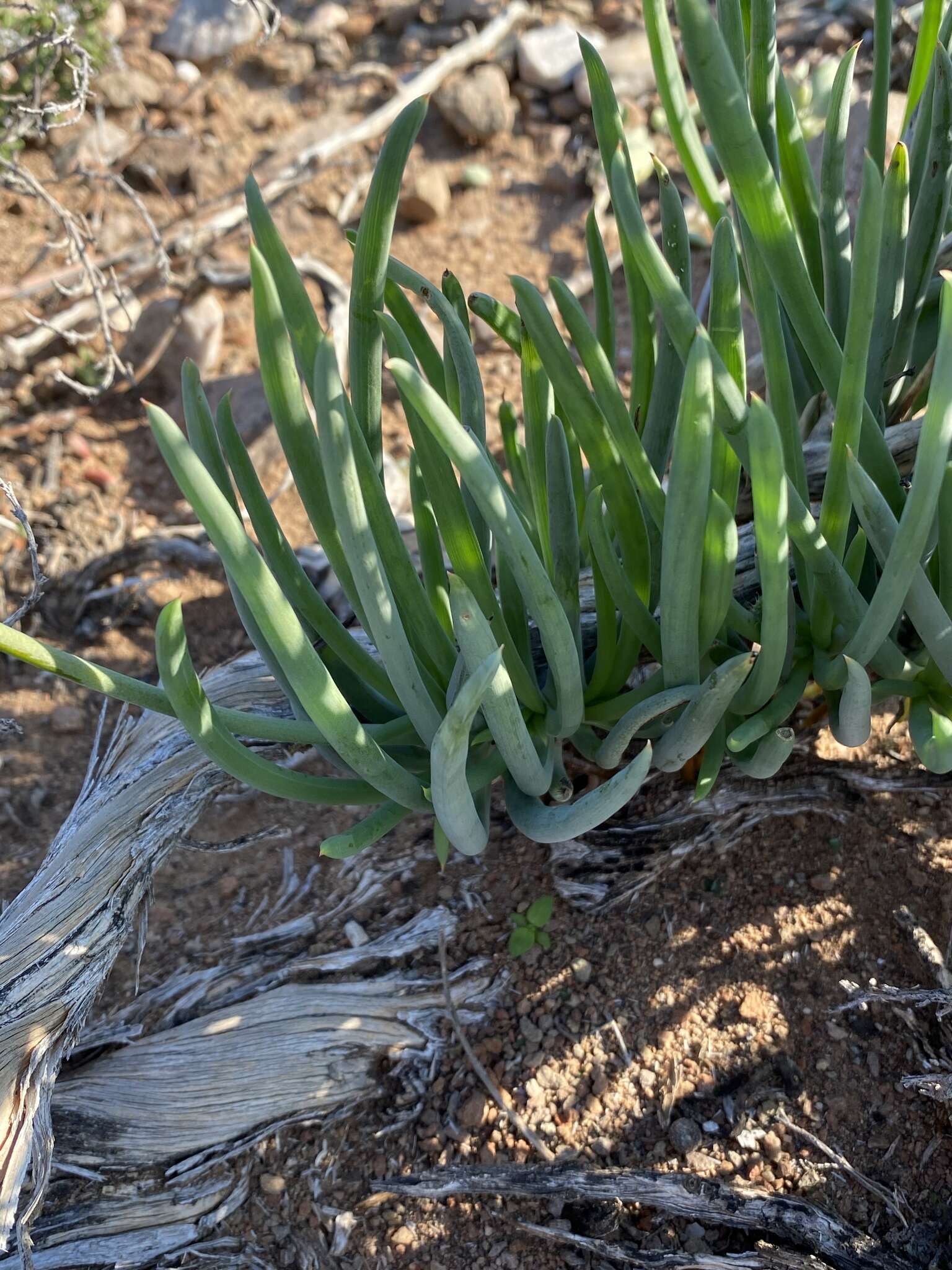 Image of Bulbine triebneri Dinter