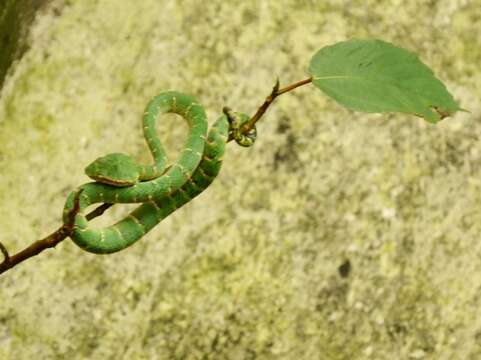 Image of Wagler's Keeled Green Pit Viper