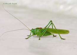 Image of Great green bushcricket