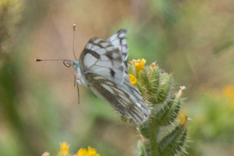 Image of Western White